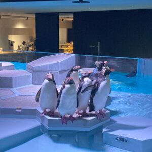 ペンギンの展示